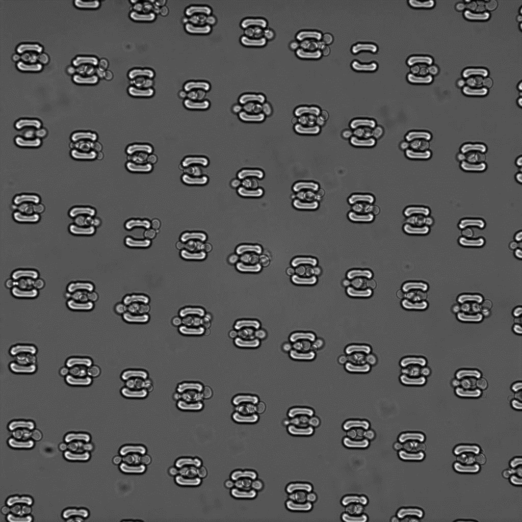 Yeast cells held in an array of curved microfluidic traps